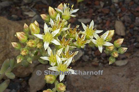 dudleya virens ssp hassei 2 graphic